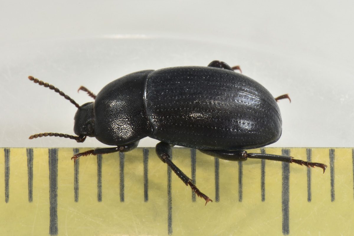 Tenebrionidae: Tutti Pedinus meridianus?  S, maschi e femmine